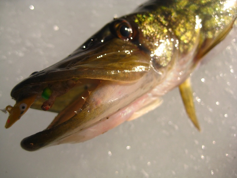 13" pickerel on a jig