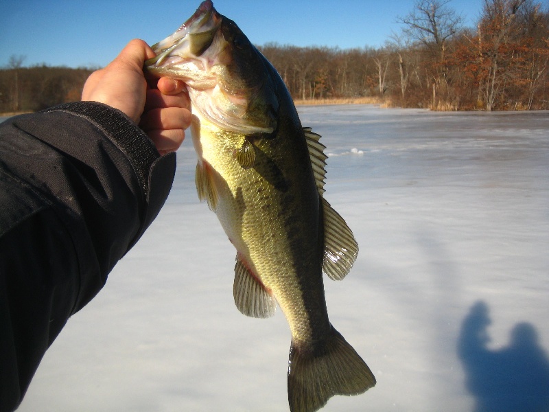 3lb largemouth