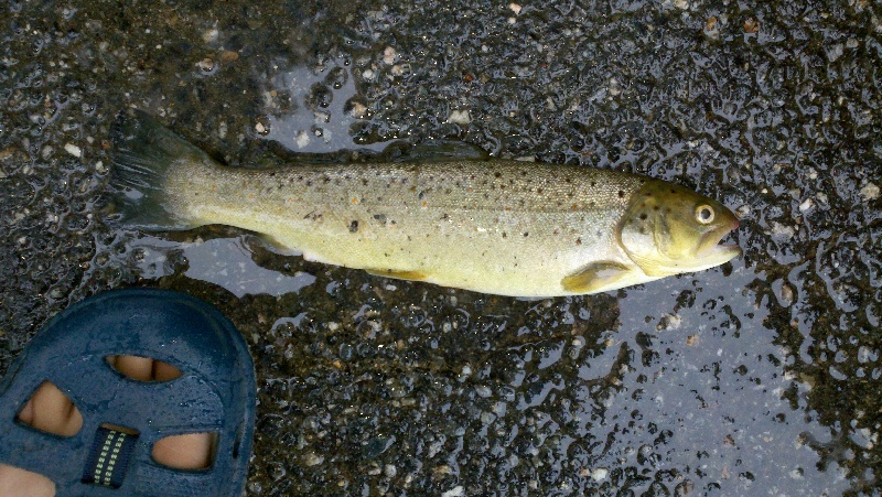 My first Brown Trout