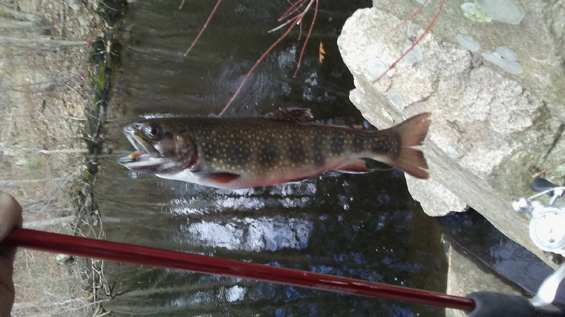 Stocked Brookies 