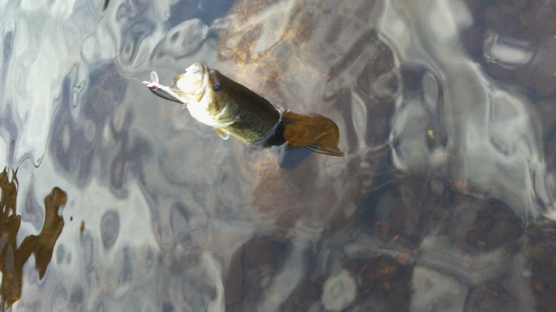 1st Largemouth Bass 