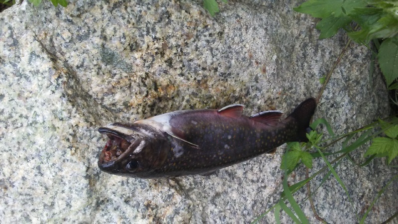 1st.Brook Trout at new Location 