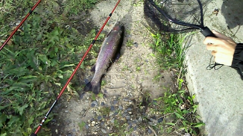 1st Rainbow Trout 