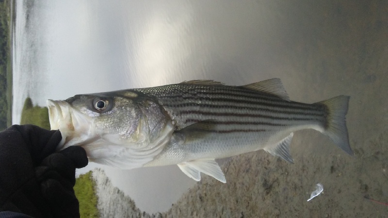 Weymouth Back River