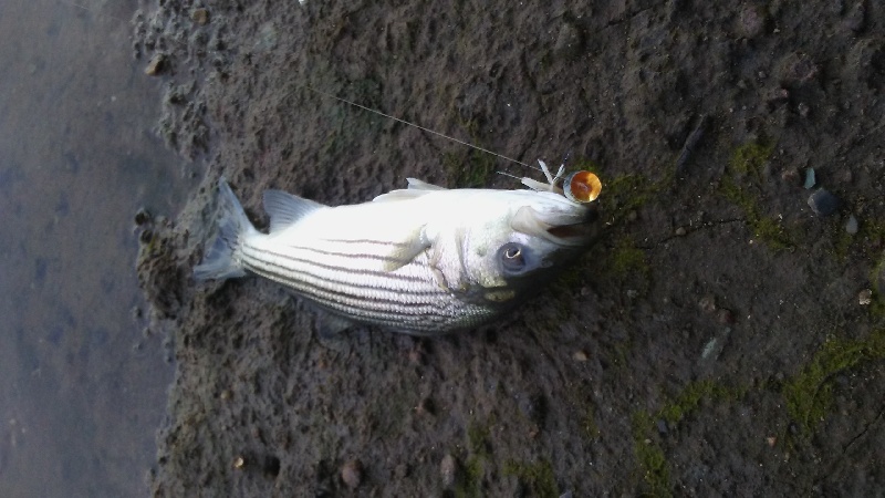 Weymouth Back River