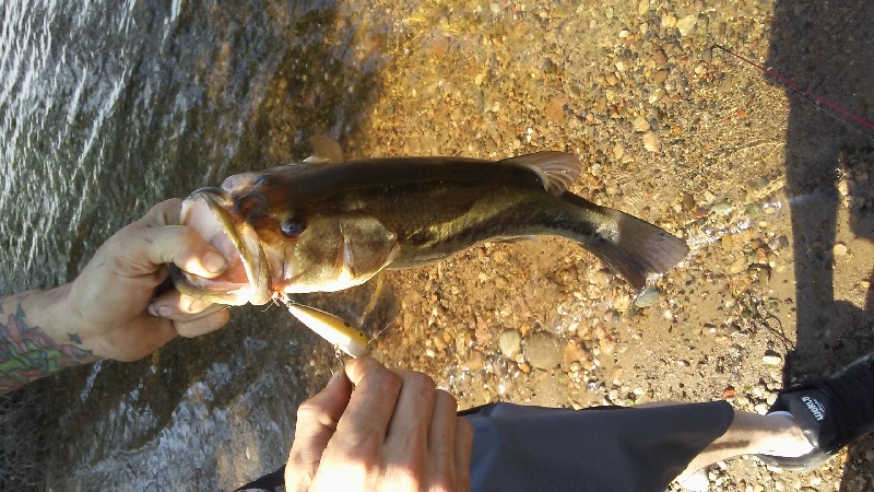 Largemouth Bass 