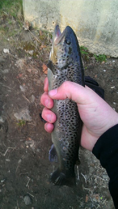 Brook trout near North Reading