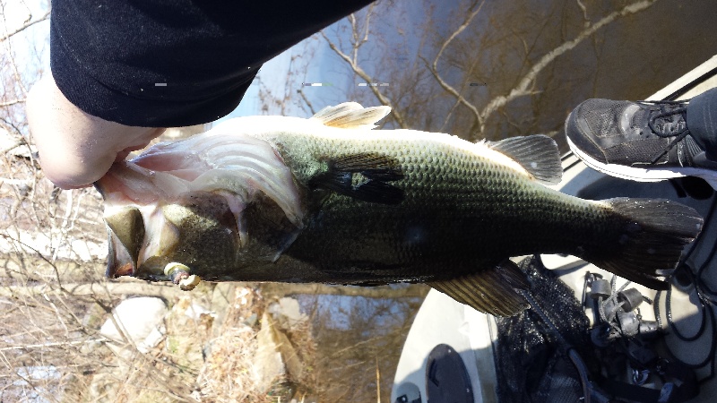 Deformed bass near Belmont