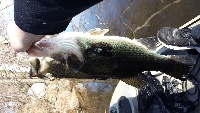 spy pond 4/20 Fishing Report