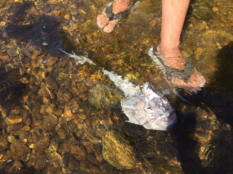 Rochester fishing photo 1