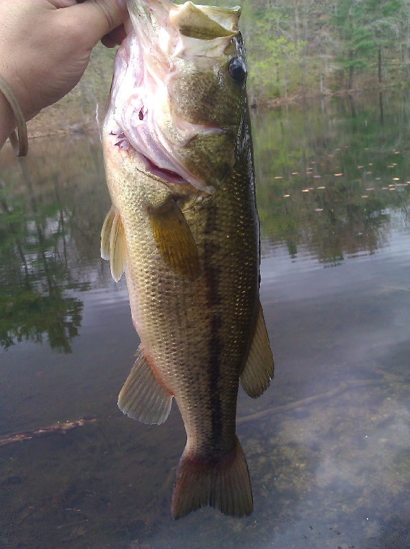 4 5lb lunker Photo Details MA Fish Finder