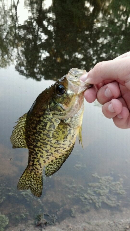 Ten Mile River Crappie