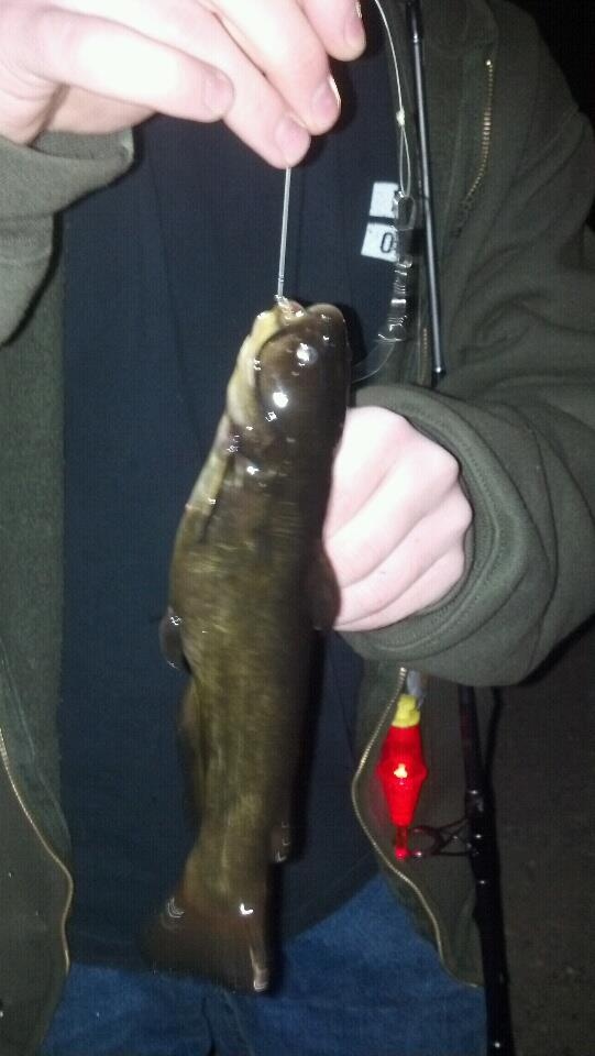 Ten Mile River Bullhead near Plainville