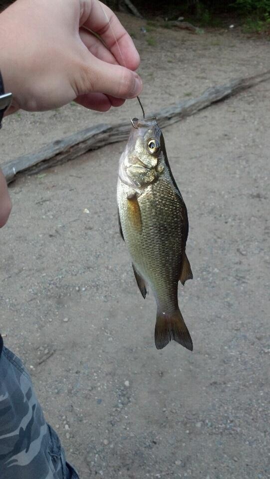 Ten Mile River White Perch near Plainville