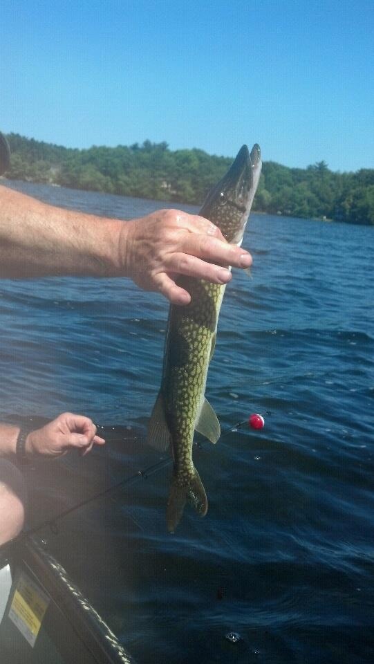 Stetson Pickerel