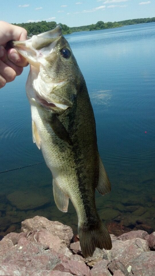 First Largemouth of the day! near Attleboro