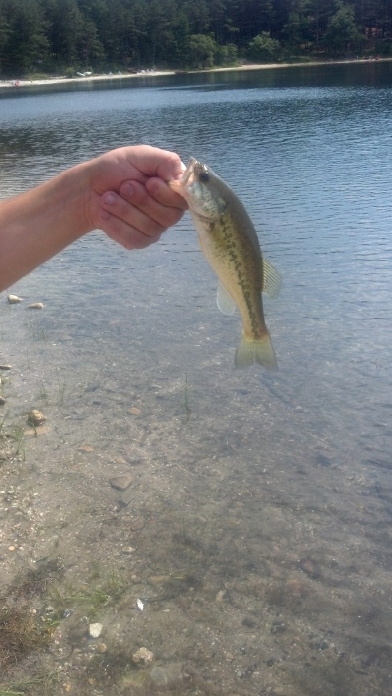 Baby Bass haha