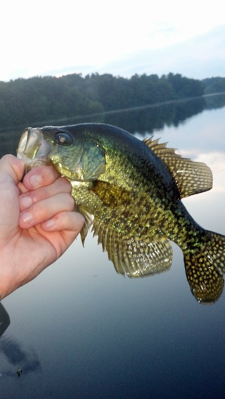 Jacobs Crappie