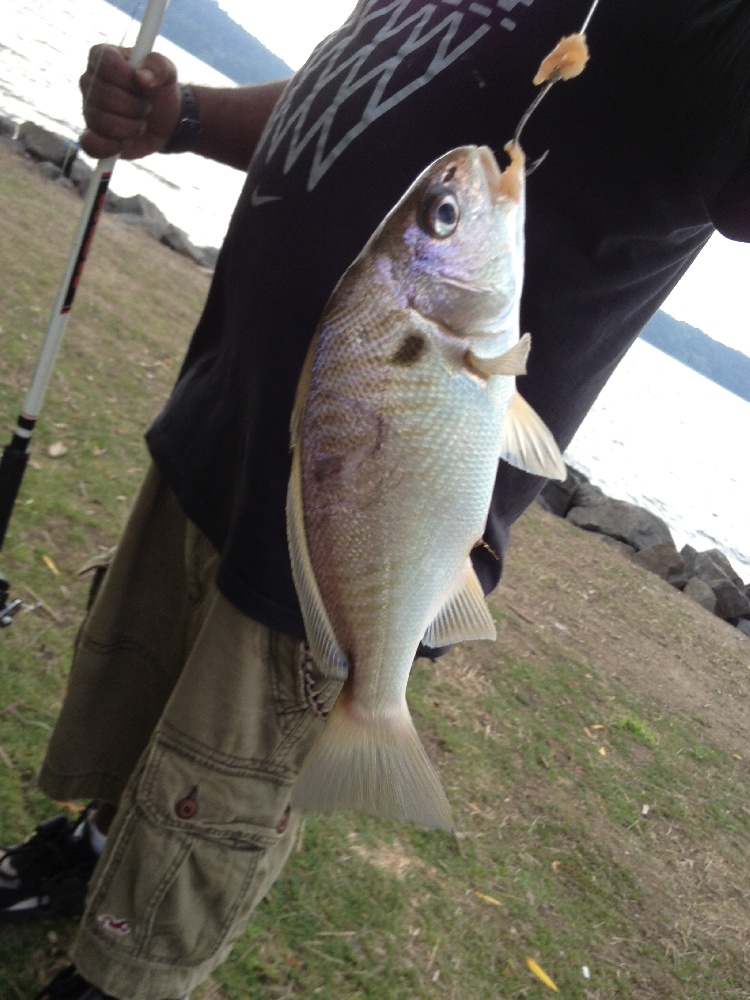 atlantic croaker 