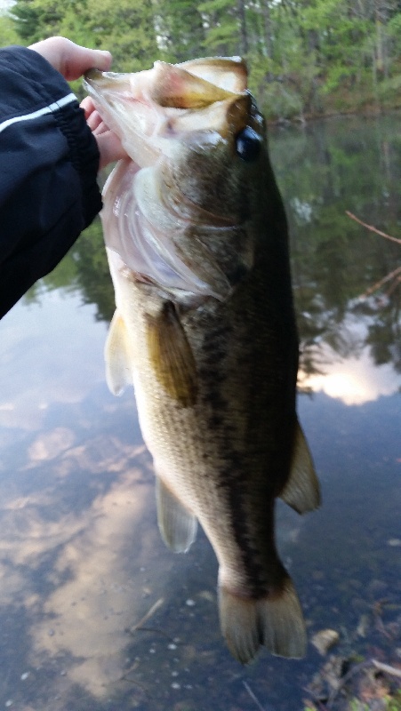 Last cast Bass near Tewksbury