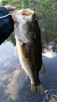 Post-storm bass