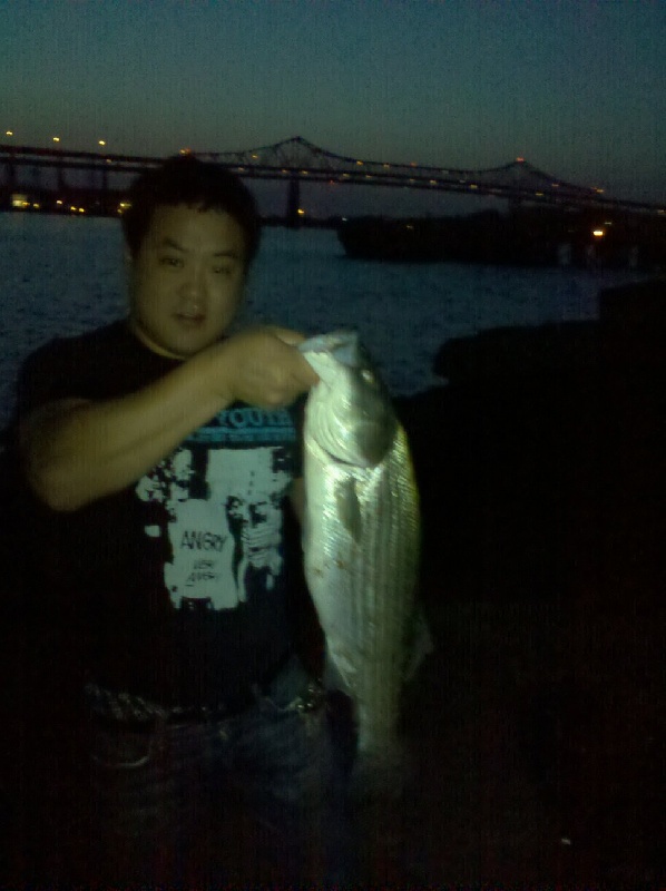 Striped Bass