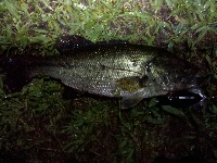 Night Largemouth in Newton