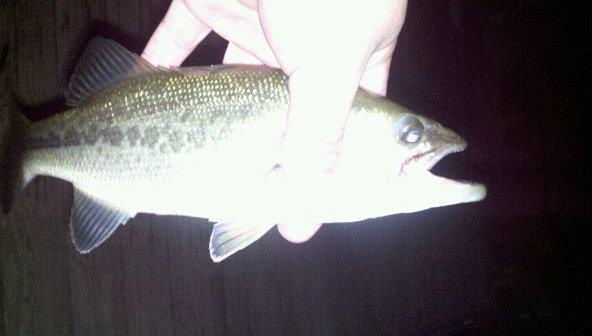 100th fish of 2011