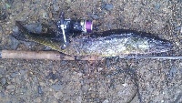 Norton, MA Fishing Report