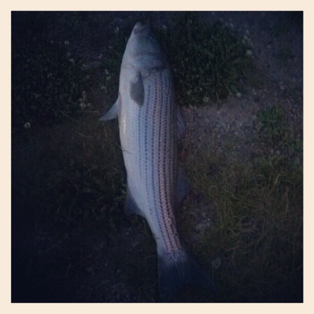 Striped bass, striper, Boston