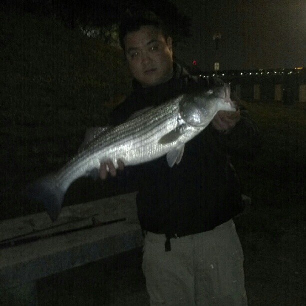 Striped bass, striper, Boston