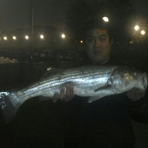 Striped bass, striper, Boston