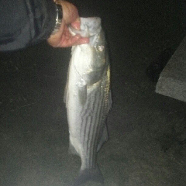 Striped bass, striper, Boston