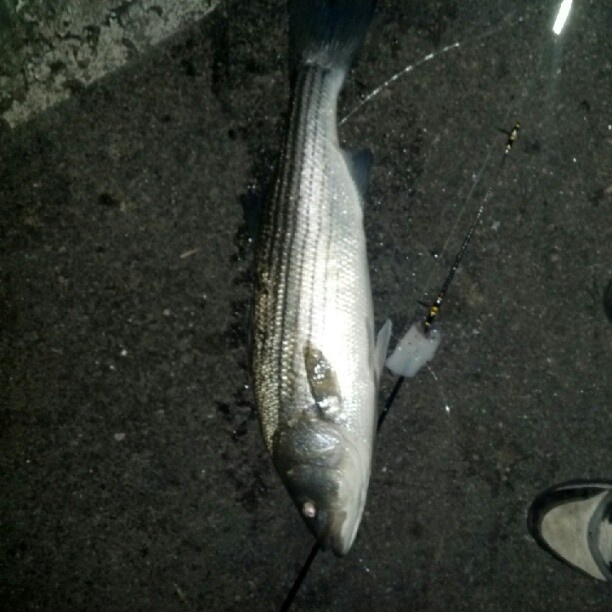 Striped bass, striper, Boston