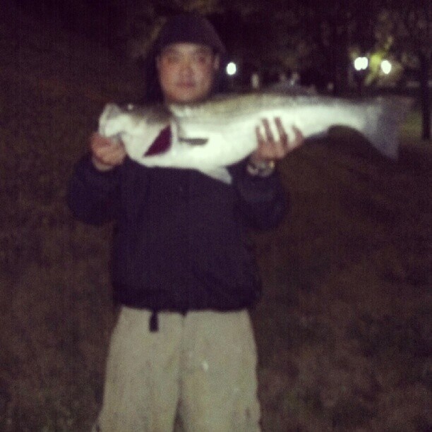 Striped bass, striper, Boston