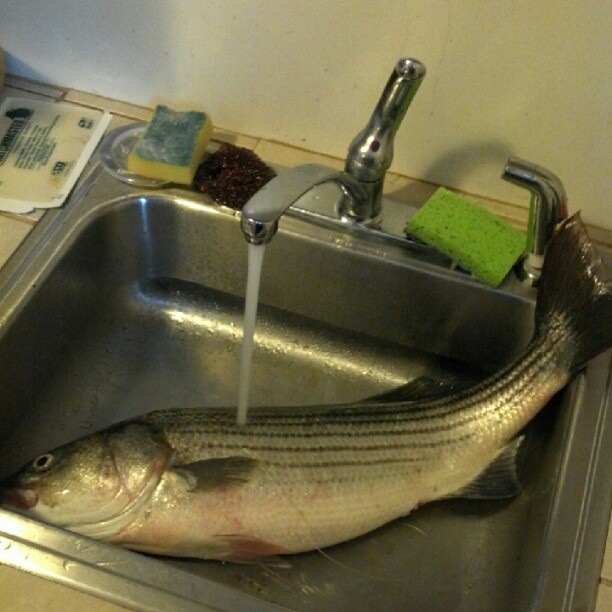 Striped bass, striper, Boston