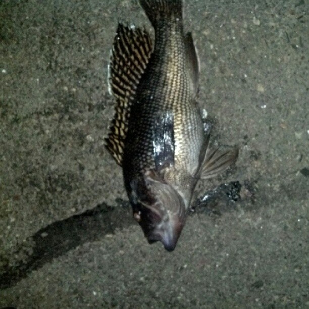 Black sea bass