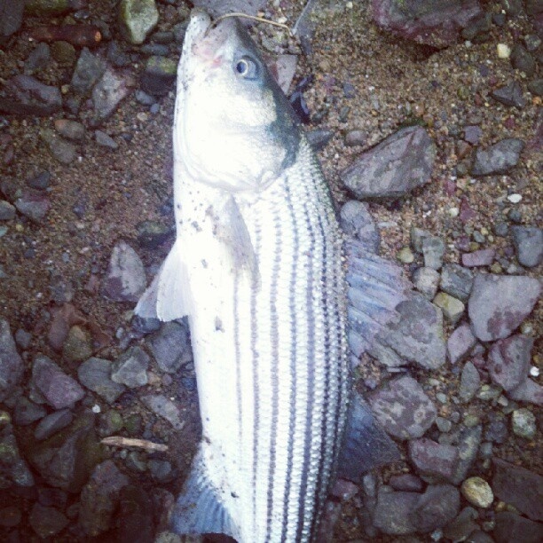 Striped bass, striper, Boston