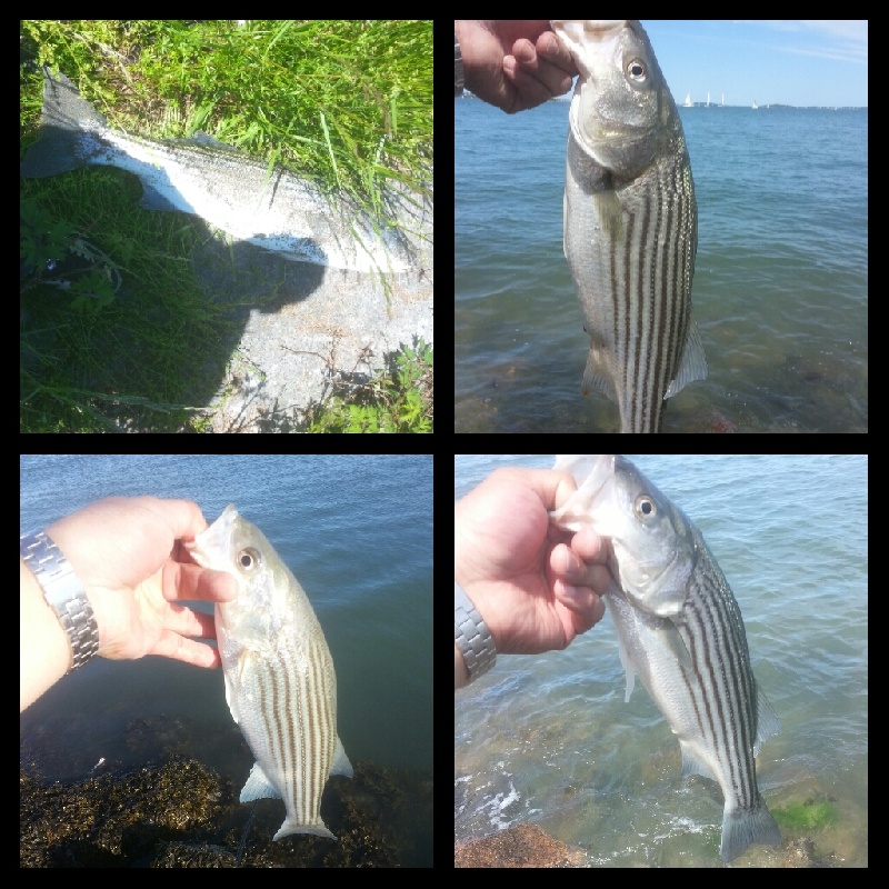 1 keeper, 3 schoolies  near Quincy