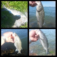 Nut Island Schoolies and one nice keeper!  Fishing Report