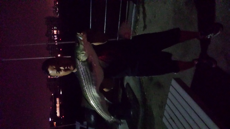 39" striped bass