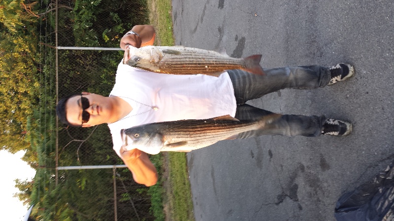 Stripers