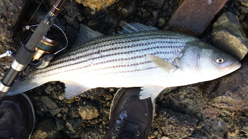 Nahant fishing photo 4