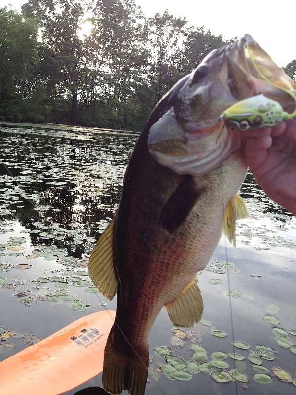 First Frog Fish of 2012