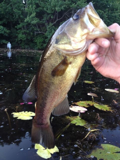 My LiveTarget Frog Fish