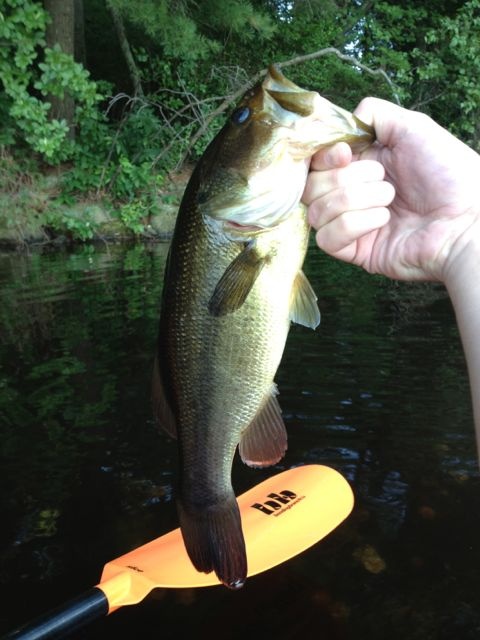 Baby Bass Senko near Upton