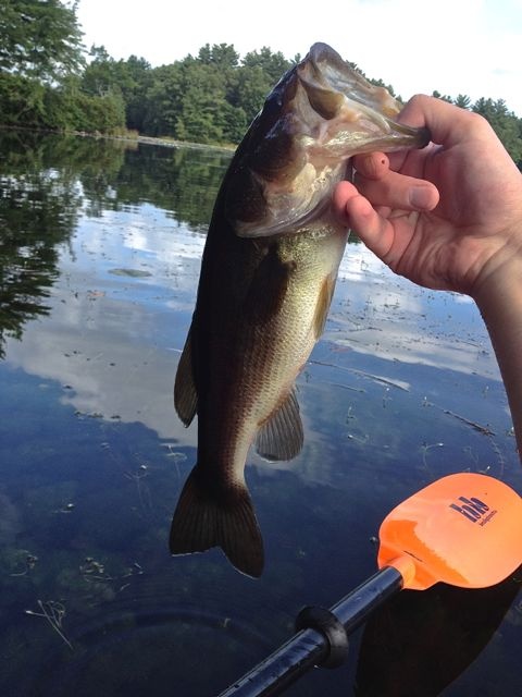 Same Old Fish Pic near Hopedale