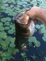 Danielson Pond Beast