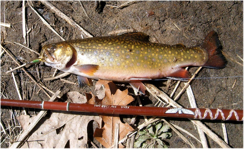 Brook Trout near Dracut