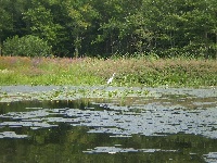 Texas Pond